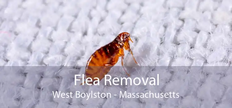 Flea Removal West Boylston - Massachusetts