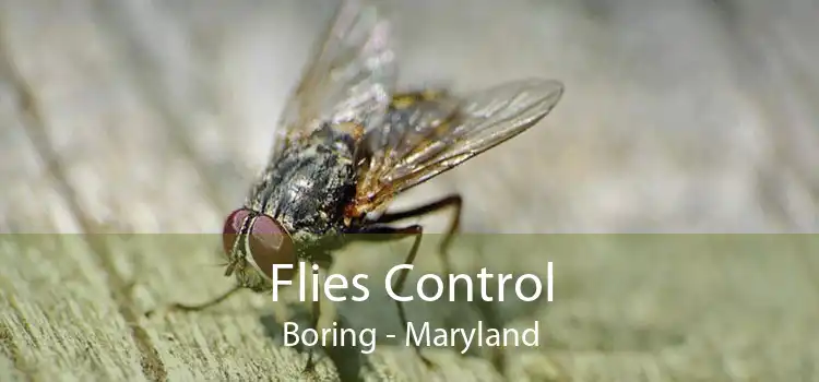 Flies Control Boring - Maryland