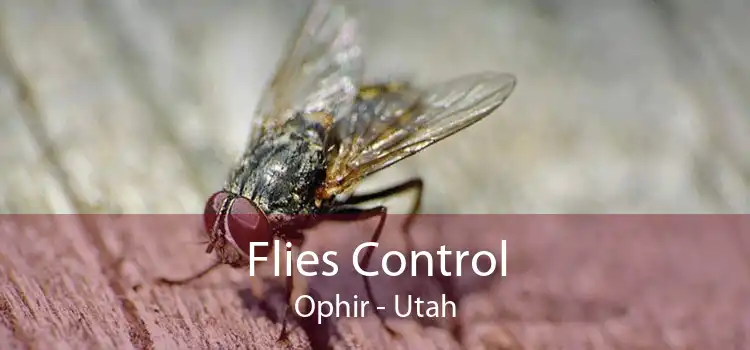 Flies Control Ophir - Utah