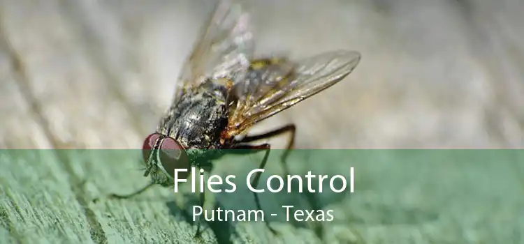 Flies Control Putnam - Texas