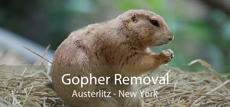 Gopher Removal Austerlitz - New York