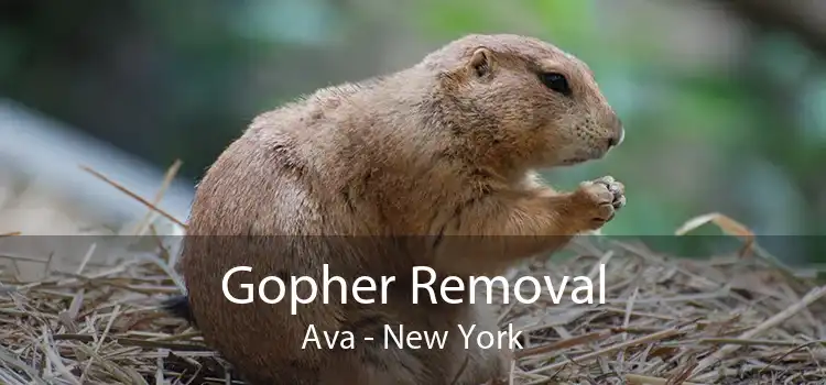 Gopher Removal Ava - New York