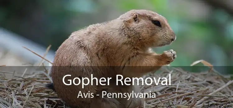 Gopher Removal Avis - Pennsylvania