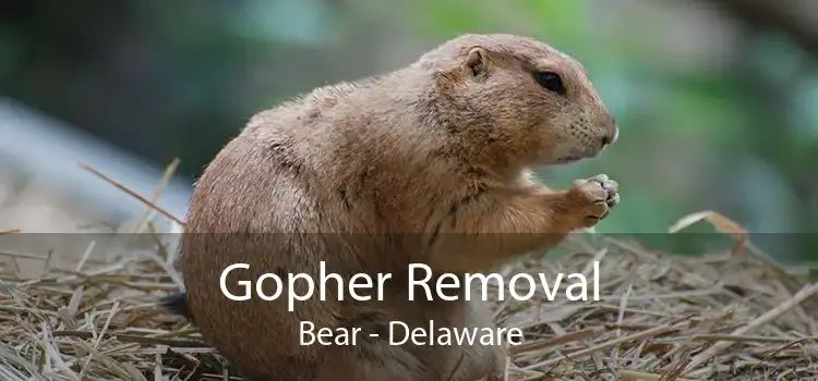 Gopher Removal Bear - Delaware