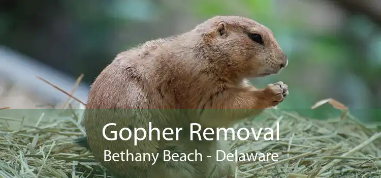 Gopher Removal Bethany Beach - Delaware