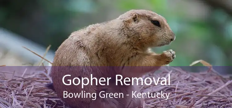 Gopher Removal Bowling Green - Kentucky