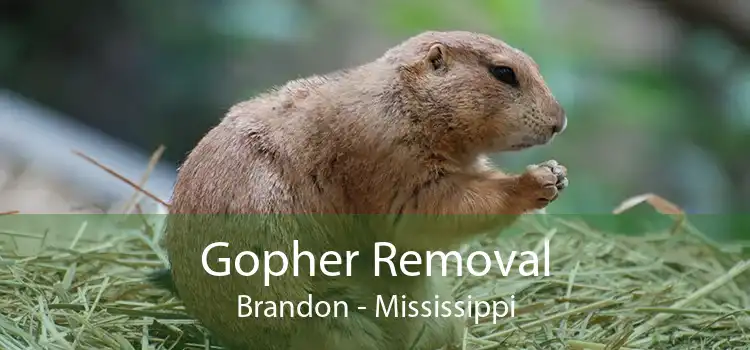 Gopher Removal Brandon - Mississippi