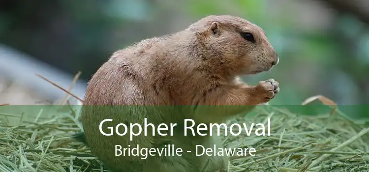 Gopher Removal Bridgeville - Delaware