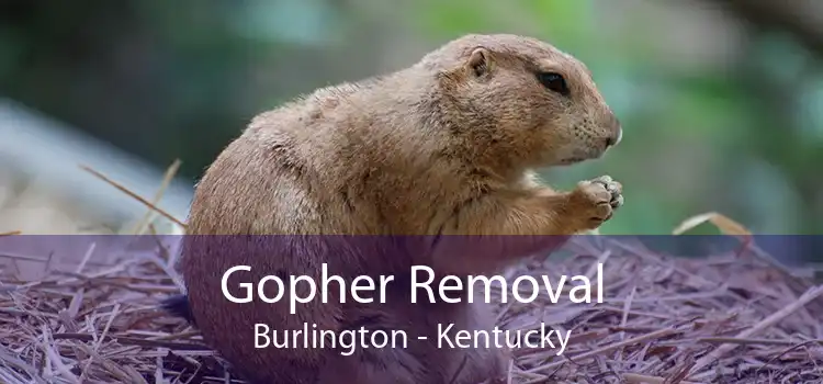 Gopher Removal Burlington - Kentucky