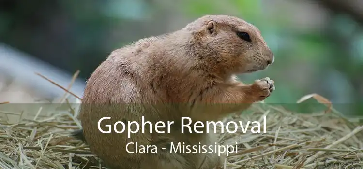 Gopher Removal Clara - Mississippi