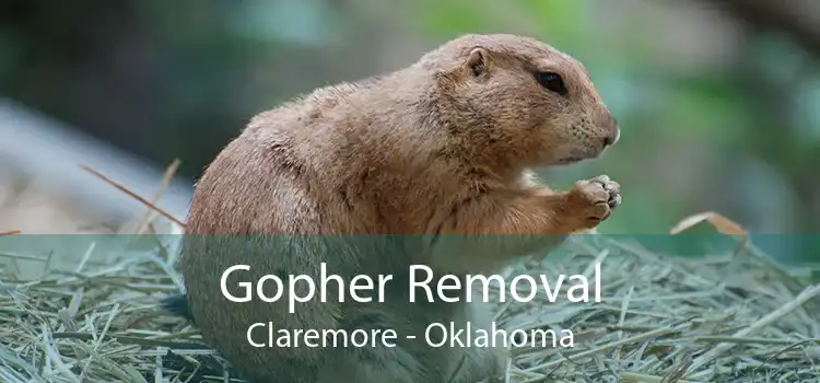 Gopher Removal Claremore - Oklahoma