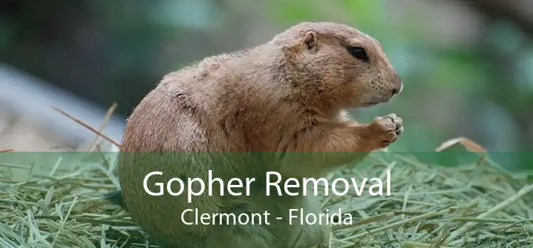 Gopher Removal Clermont - Florida