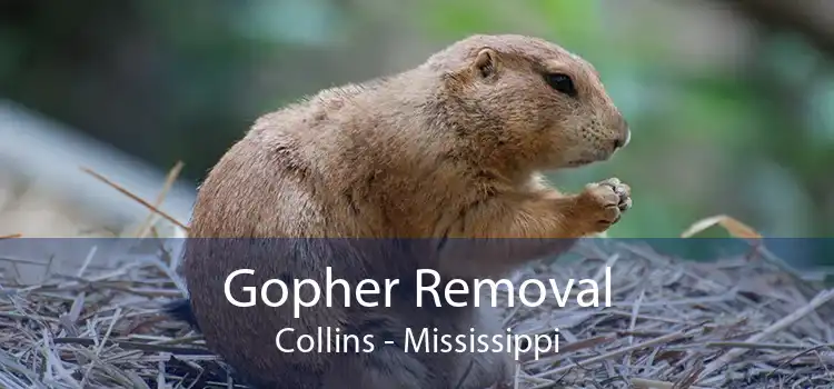 Gopher Removal Collins - Mississippi