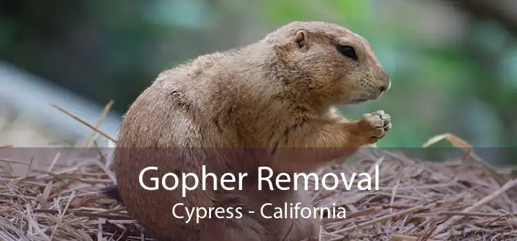 Gopher Removal Cypress - California