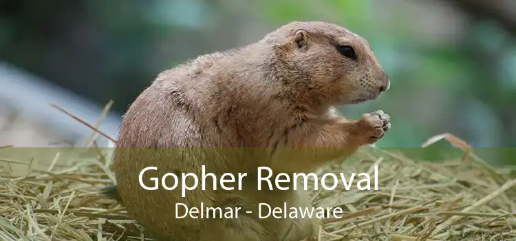 Gopher Removal Delmar - Delaware