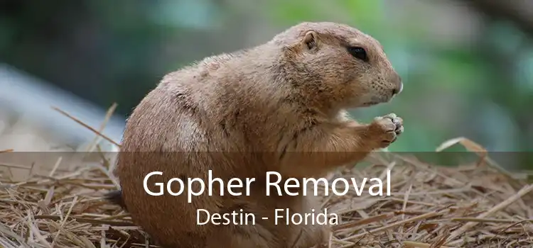 Gopher Removal Destin - Florida