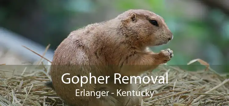 Gopher Removal Erlanger - Kentucky