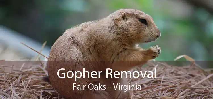 Gopher Removal Fair Oaks - Virginia