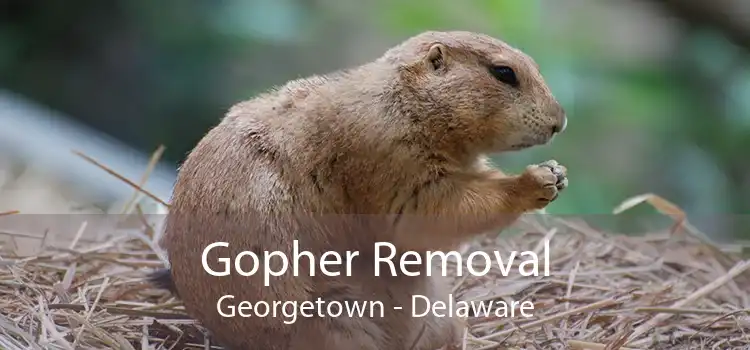 Gopher Removal Georgetown - Delaware