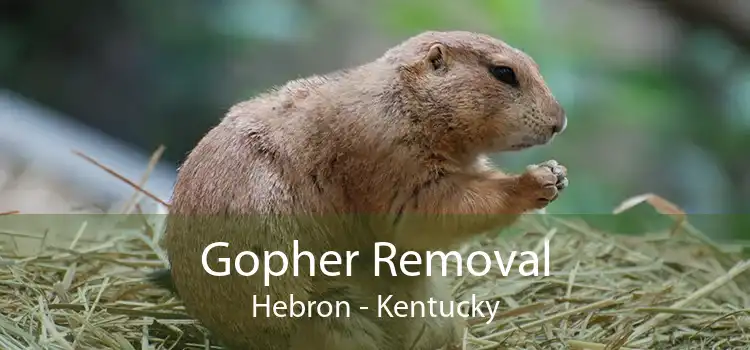 Gopher Removal Hebron - Kentucky