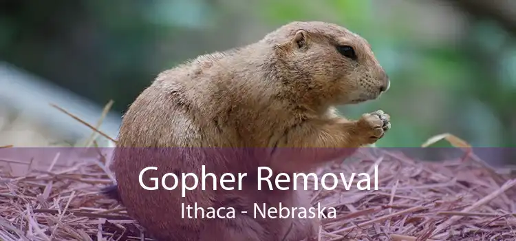 Gopher Removal Ithaca - Nebraska