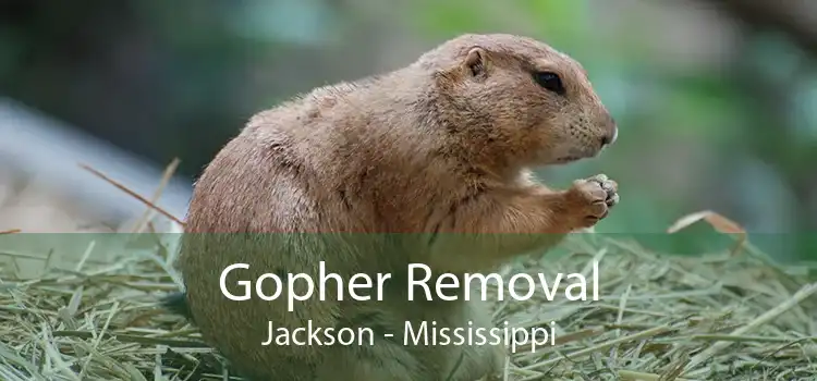 Gopher Removal Jackson - Mississippi