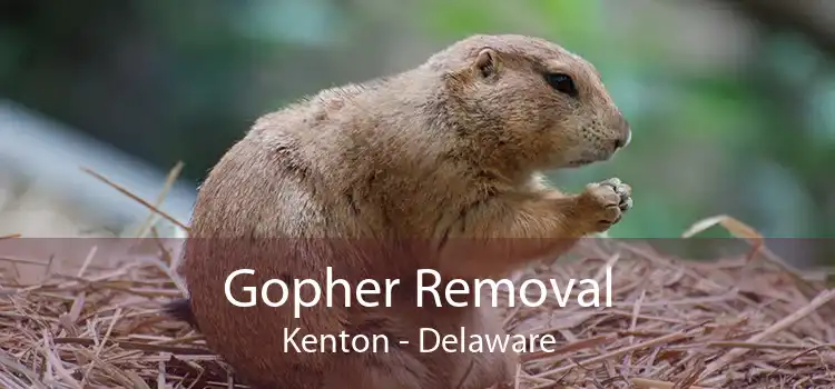 Gopher Removal Kenton - Delaware