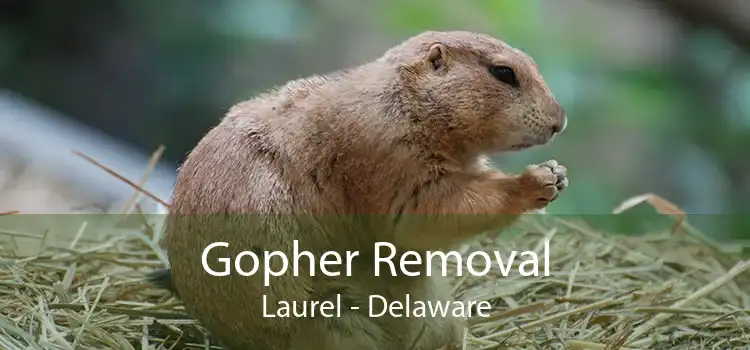 Gopher Removal Laurel - Delaware