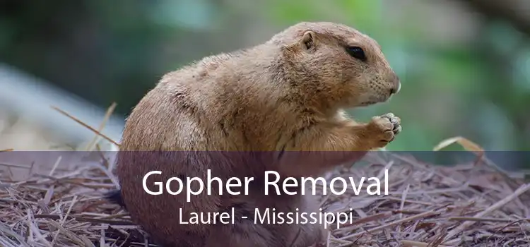 Gopher Removal Laurel - Mississippi