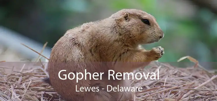 Gopher Removal Lewes - Delaware