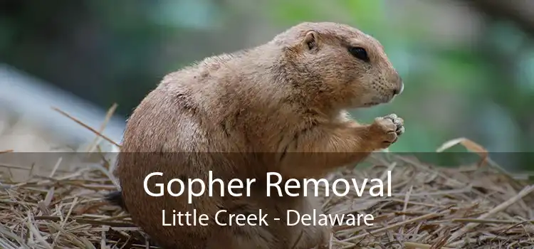 Gopher Removal Little Creek - Delaware