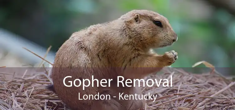 Gopher Removal London - Kentucky