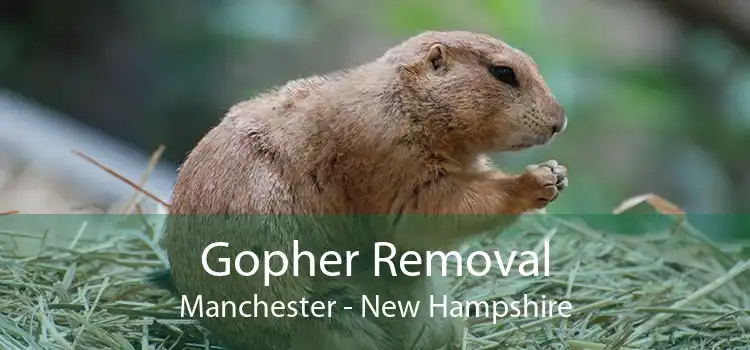 Gopher Removal Manchester - New Hampshire