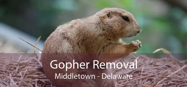 Gopher Removal Middletown - Delaware