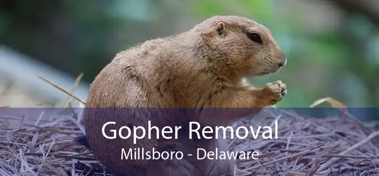 Gopher Removal Millsboro - Delaware