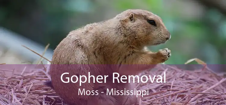 Gopher Removal Moss - Mississippi