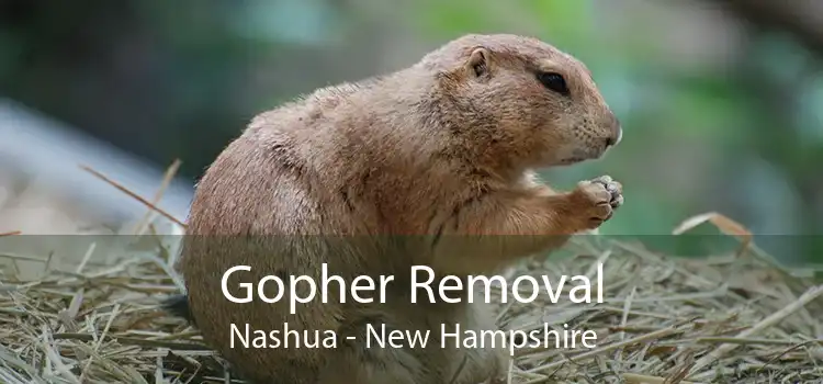 Gopher Removal Nashua - New Hampshire