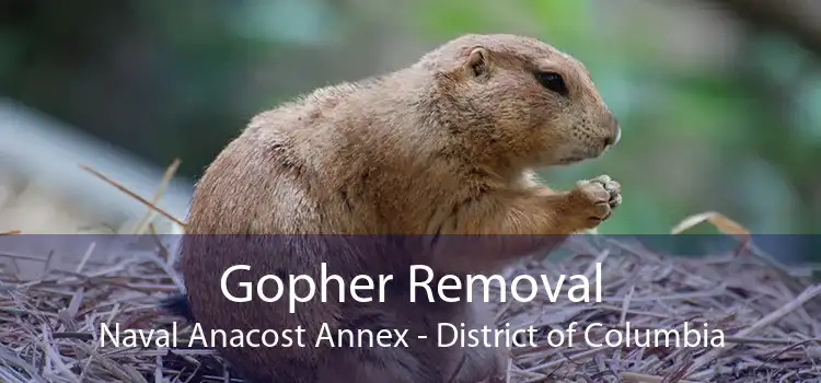 Gopher Removal Naval Anacost Annex - District of Columbia