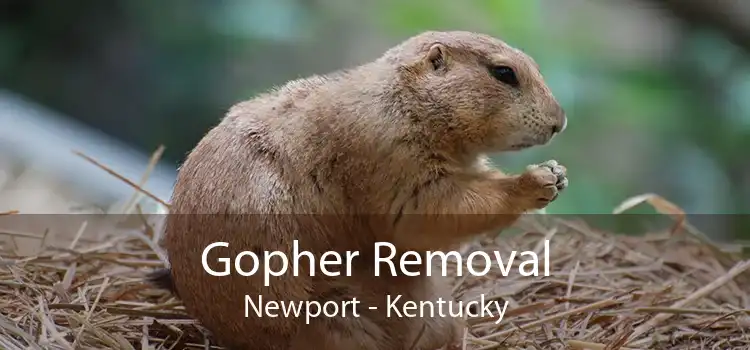 Gopher Removal Newport - Kentucky