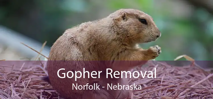 Gopher Removal Norfolk - Nebraska