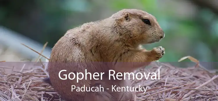 Gopher Removal Paducah - Kentucky