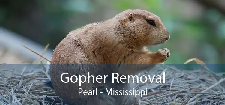 Gopher Removal Pearl - Mississippi