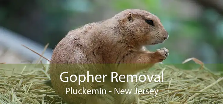 Gopher Removal Pluckemin - New Jersey