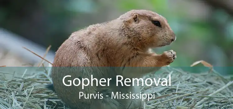 Gopher Removal Purvis - Mississippi