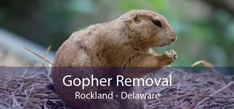 Gopher Removal Rockland - Delaware