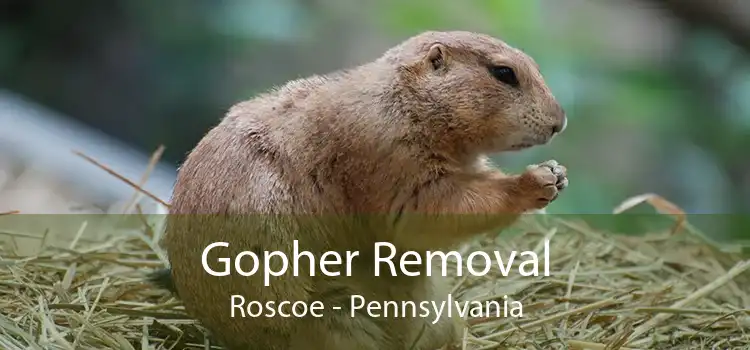 Gopher Removal Roscoe - Pennsylvania