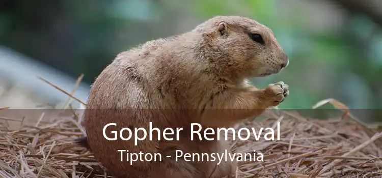 Gopher Removal Tipton - Pennsylvania