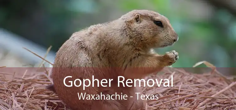 Gopher Removal Waxahachie - Texas