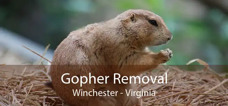 Gopher Removal Winchester - Virginia