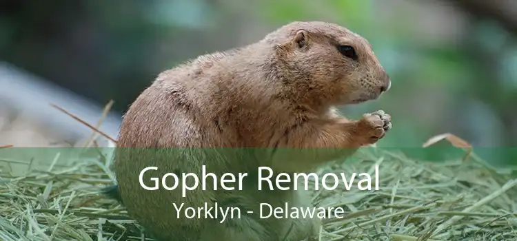 Gopher Removal Yorklyn - Delaware